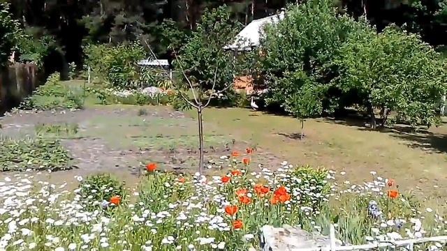 Аист прилетел в гости на дачный участок смотреть онлайн