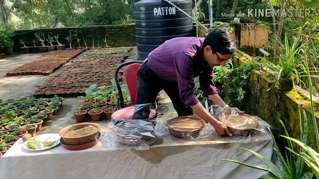 How to grow Kiwi Plants from fresh fruit Seeds , A totally New Method , Days 0-75 смотреть онлайн