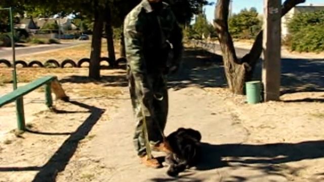 Дрессировка дратхаара Зевса часть 2 из 2