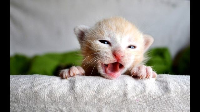 Звуки как мяукают котята!