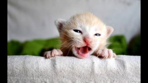 Звуки как мяукают котята!