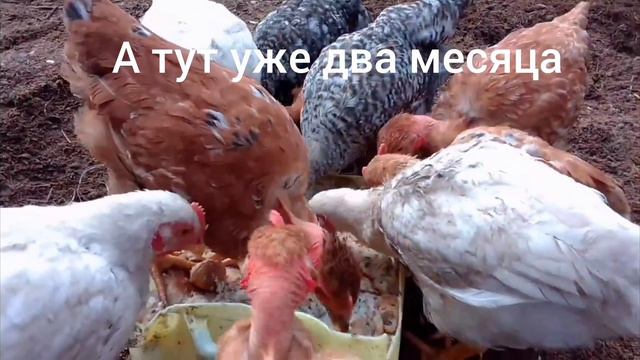 от мала, до велика. смотреть онлайн