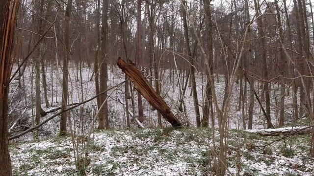 Лес в Ноябре Тульская область 2020 смотреть онлайн