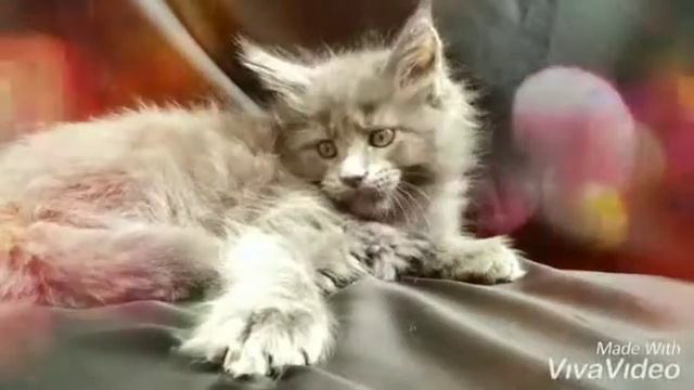 Мейн Кун голубой солид мальчишка 2 месяца смотреть онлайн