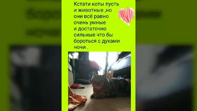 Теория о котах и кошках : почему они спят днём ,а ночью нет . смотреть онлайн