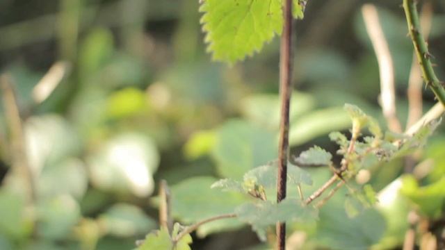 Sigma 30mm f/1.4 EX DC HSM Review смотреть онлайн