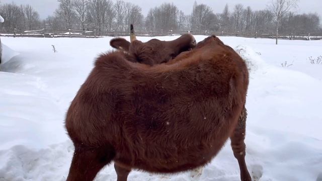 Почему корова на цепи? Содержание коровы. смотреть онлайн