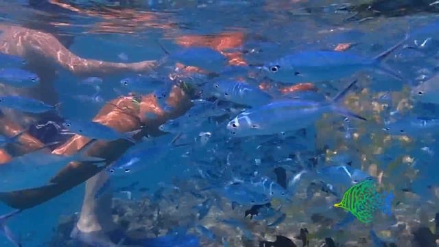 Ukulhas-Snorkeling-Picnic island смотреть онлайн