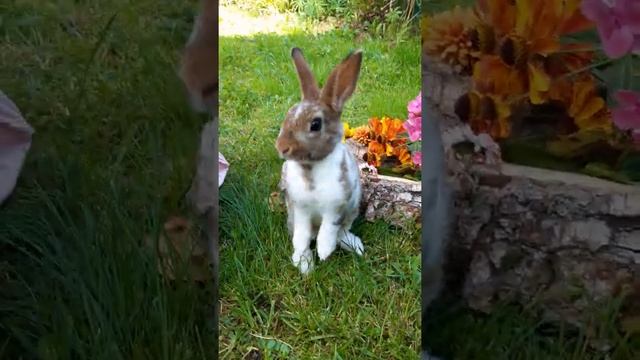 Крольчонок продажа. Карликовый рекс (д.р.09.07.2020) смотреть онлайн