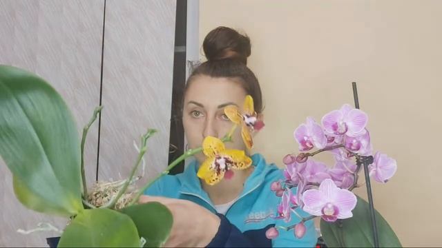 Полив Орхидеи АНАКОНДА в Необычной Посадке Кокедама смотреть онлайн