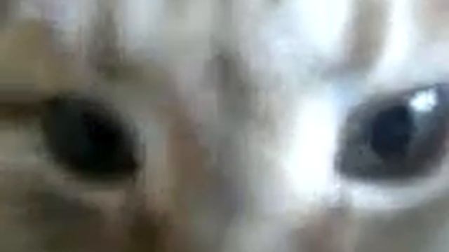 Котяка-удивляка смотреть онлайн