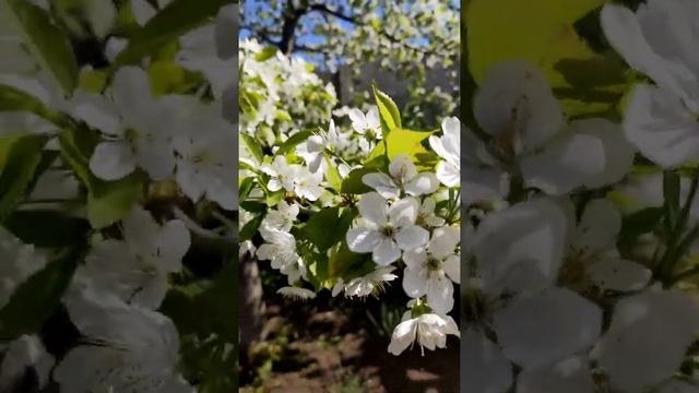 Весеннее цветение черешни#shorts смотреть онлайн