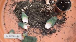 Суккулент ГАСТЕРИЯ | 2 эффективных способа РАЗМНОЖЕНИЯ