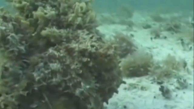 Чудеса маскировки. смотреть онлайн