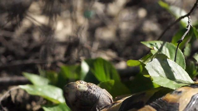 Не пугливая черепашка...