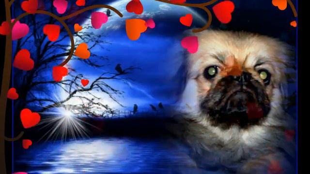 Pekingese Rainbow Bridge (Angel Healing music) смотреть онлайн