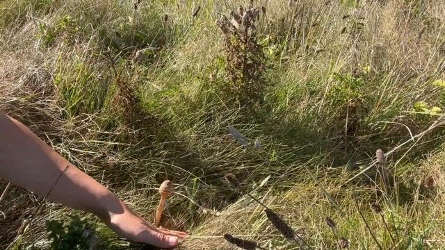 THE BEST RECIPE for parasol mushrooms смотреть онлайн