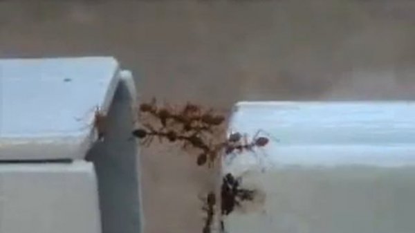 Муравьи строят мост.