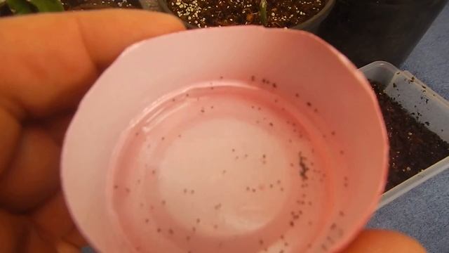 AZTEKIUM HINTONII AND AZTEKIUM RITTERI FROM SEED WORLD'S SMALLEST RARE CACTUS смотреть онлайн