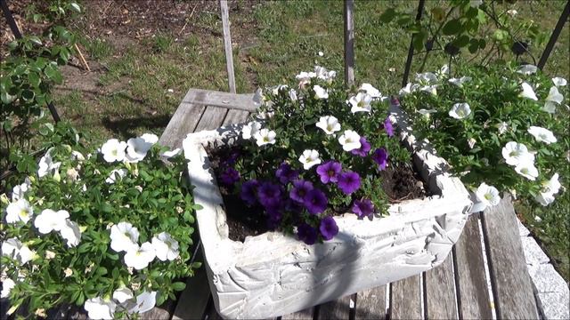 Zauberglöckchen Pflege Gießen Düngen Schneiden Vermehren Standort überwintern Calibrachoa