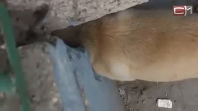 Бродячая собака, застрявшая в щели дома смотреть онлайн