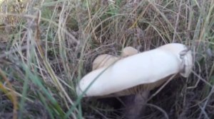 Сбор грибов СИНЯЯ НОЖКА в октябре на лугу ВКУСНЫЕ И ПОЛЕЗНЫЕ грибы осенью!!