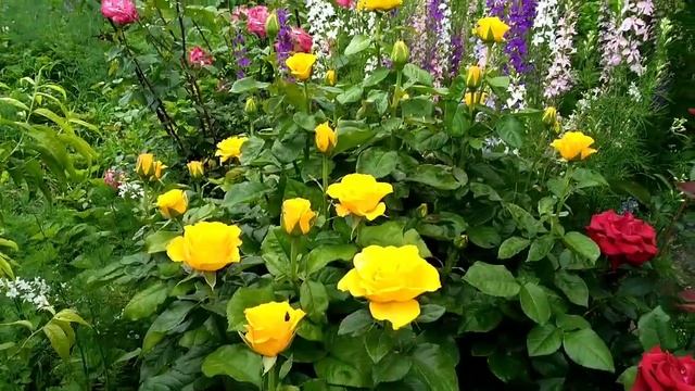 Роза Керио! Особенности сорта! Селекция Нидерланды смотреть онлайн