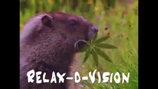 Перевод из зомби в скелета Minecraft смотреть онлайн
