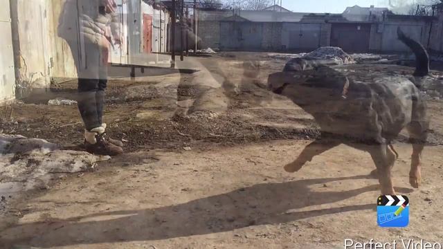 Ротвейлер Нора. Тренировка. смотреть онлайн