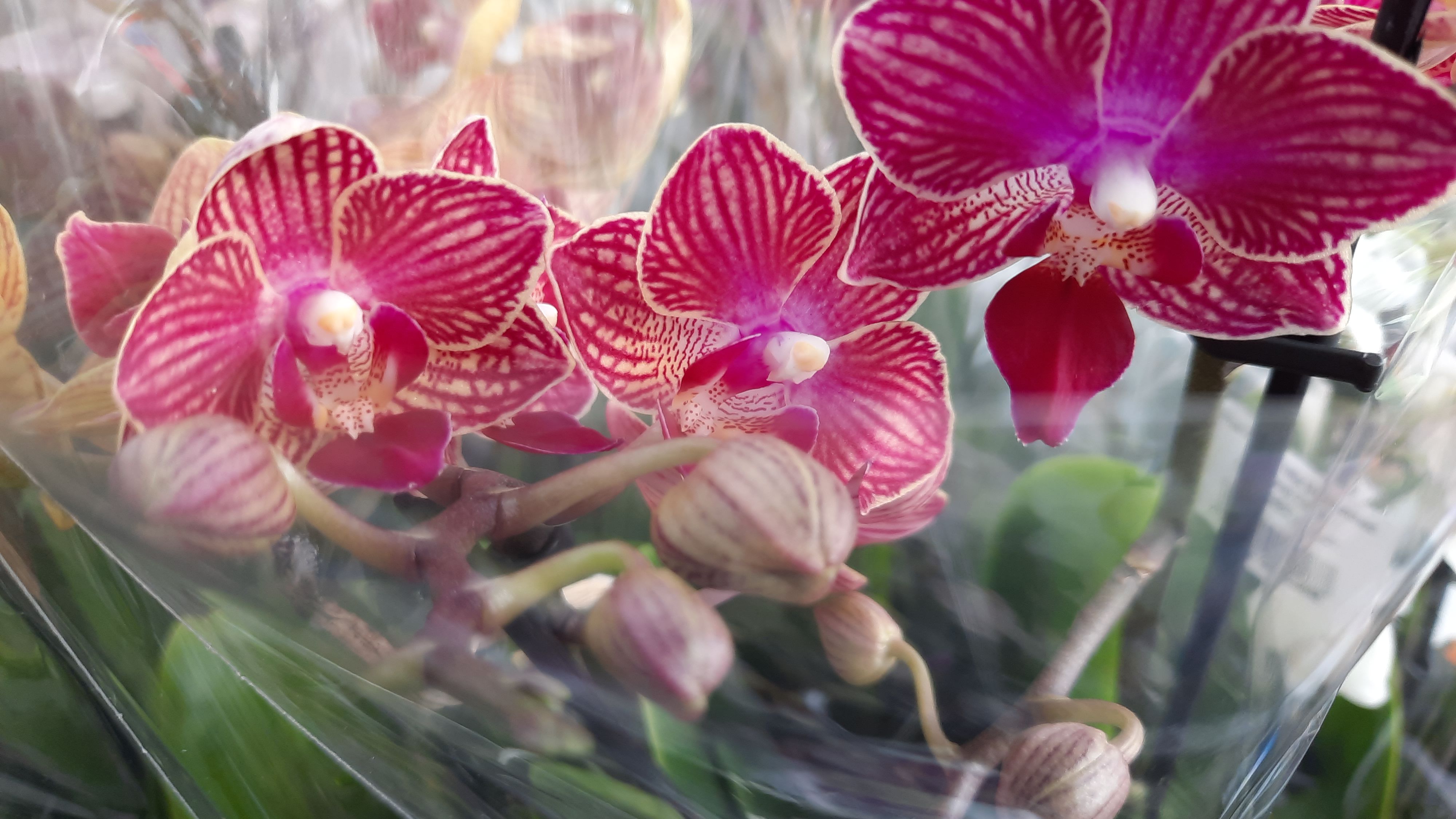 НОВЫЕ ОРХИДЕИ В "РОСТКЕ"//15.02.24// смотреть онлайн