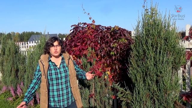 Лианы - виноград девичий и древогубец круглолистный. смотреть онлайн