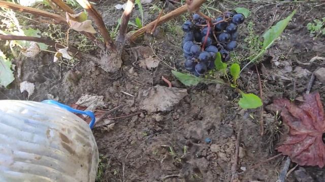 Виноград Юодупе в Ленинградской области. 11.09.2022. смотреть онлайн