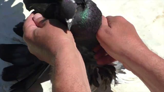 РУССКИЙ ТУРМАН смотреть онлайн