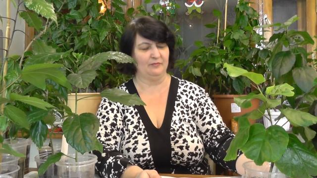 Зачем прививать Гибискусы?Как подобрать подвои и привои?-видео Ольги Пряниковой смотреть онлайн