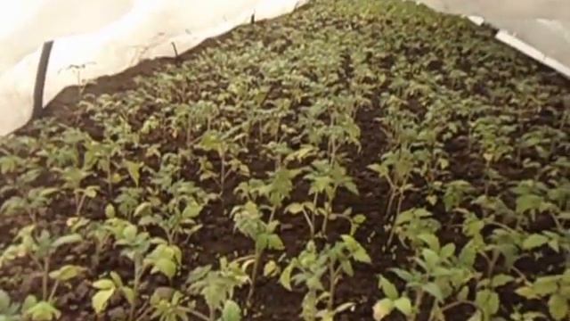 СИБИРСКИЕ ТОМАТЫ ПЕРЕЖИЛИ МОРОЗ МИНУС 4 БЕЗ ДОПОЛНИТЕЛЬНОГО ПОДОГРЕВА Видео Ольги Черновой 2 мая смотреть онлайн
