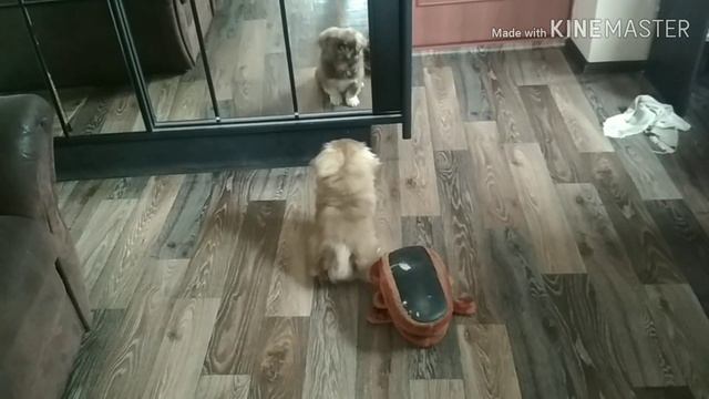 Нас обманули, этот зверь не пикинес. смотреть онлайн
