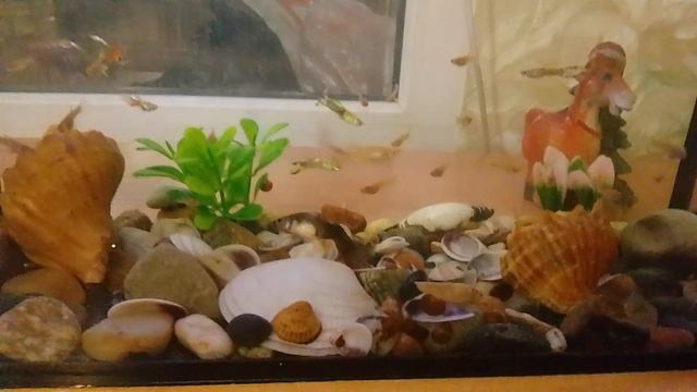 про аквариум