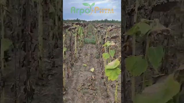 АЛЬДАЗОР:ВІДЕО ВІД КЛІЄНТА З САРАТИ.ІСТОРІЯ,ЩО ВАС ПЕРЕКОНАЄ. смотреть онлайн