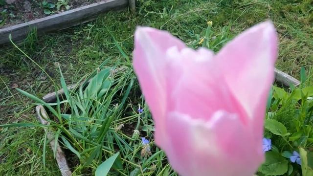 Небольшие изменения в ремонте. Заказали ПГС. Трава по пояс. смотреть онлайн