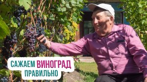 Как выращивать виноград в Сибири? Особенности посадки винограда в Сибири