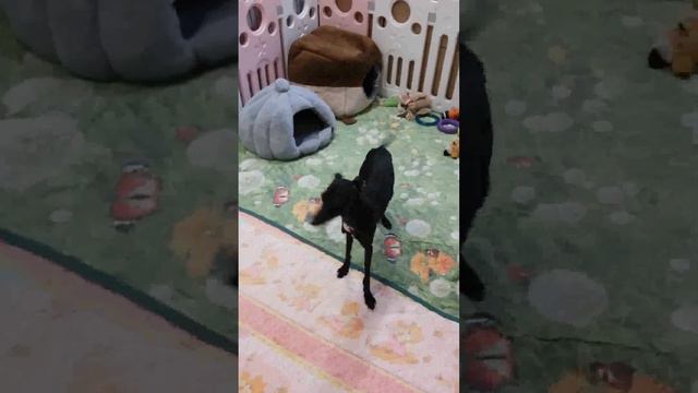 Дарик смотреть онлайн