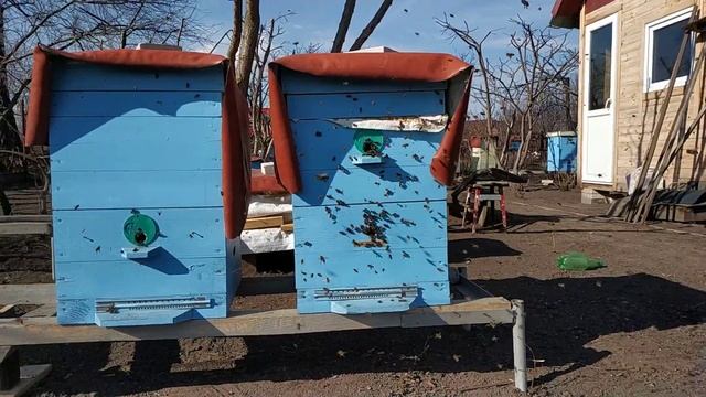 Первый нектар от пчел весной, Весеннее развитие пчел. смотреть онлайн