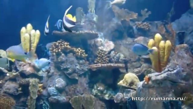 Аквариумы Лоро Парка смотреть онлайн