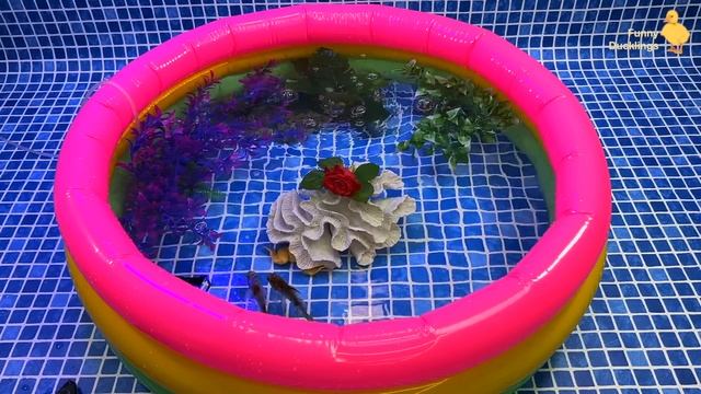 Colorful Surprise Eggs, Duck, Ducklings, Lobster, Snake, Koi Fish, Frog, Butterfly Fish, Goldfish