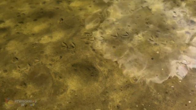 Хопёр смотреть онлайн