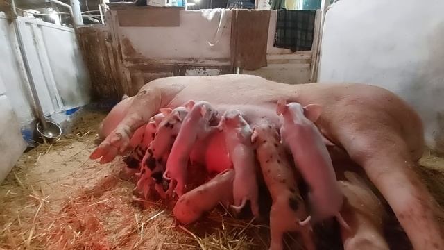 Такого тяжкого опороса ще не Було❌️Свиноматка Макстер,реально виривав ?‼️Петрівну вигнати не міг‼️