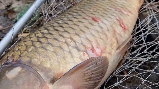 КРУПНЫЙ САЗАН ВЫШЕЛ НА НЕРЕСТ!/ Ловля САЗАНА!/ ПОЙМАЛ - ОТПУСТИ!! смотреть онлайн