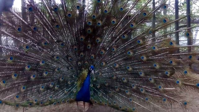 Павлины и другие красивые птицы. 25 апр 2016. ч.2 // Большая ШЛЯПА ТV смотреть онлайн