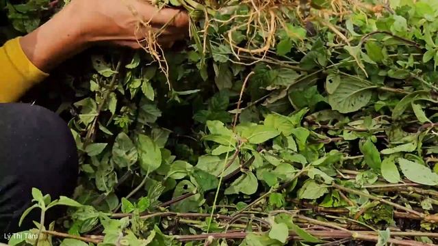 Harvesting Tree Ceiling ( Herbal )Goes To The Market Sell - Ly Thi Tam