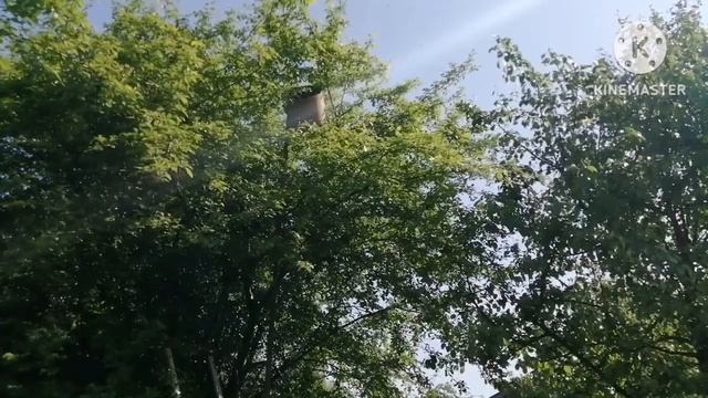 Цветёт сирень, выходят рои смотреть онлайн